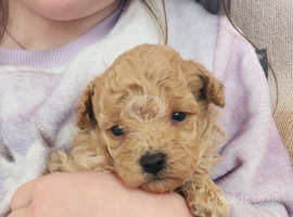 Stunning Toy Poodle Puppies LAST MALE