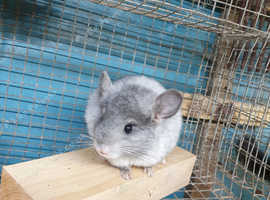 WHITE CHINCHILLA FEMALE BABY