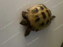 Tortoise and enclosure