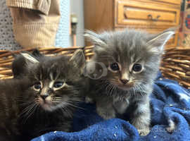 Black Smoke & Blue Maine Coon Kittens Ready May