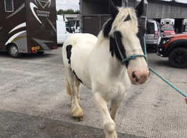 PART LOAN 8 YEAR OLD 14hh PIEBALD COB MARE