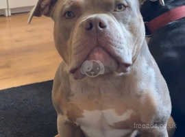 Lilac & Tan Tri Fully Suited Pocket Bullies in Cardiff CF3 on Freeads  Classifieds - American Bully classifieds