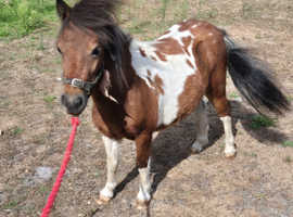 Bay and White Miniature Shetland Yearling Gelding