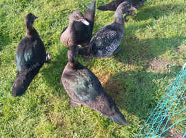 Male Muscovy Ducks for Sale