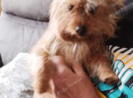 Yorkshire terrier