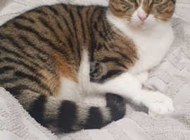 Male Tabby Domestic Shorthair Cat