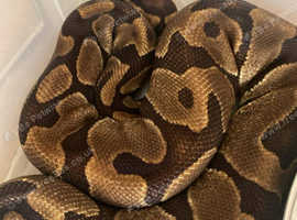 Ball python male