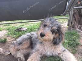 I'm looking for poodle or poodle mix dog