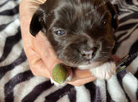 Chocolate famale powder puff