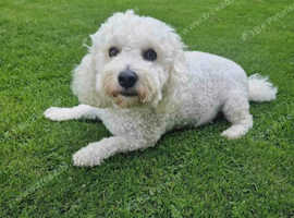 Bicton frises boy