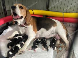 KC Registered Beagle Puppies - Ready for Their Forever Homes