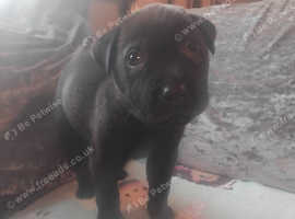 Puppy forsale