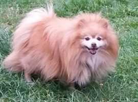 RETIRED LADY & ONE SMALL DOG SEEK HOME FOR RENT IN CORNWALL
