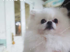 Pomeranian teddy bear