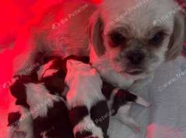 Shih tzu