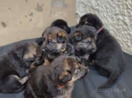 German shepherd pups