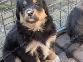 Beautiful Sprollie x Rough Collie Puppies