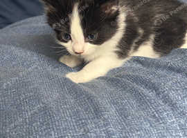 3 kittens for sale