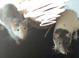 2 Male Rats (with cage & accessories)