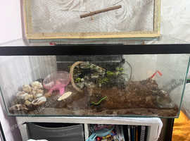 Land Hermit crabs and set up