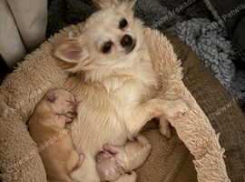 White long haired Chihuahuas
