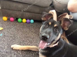 German shepherd mali pup