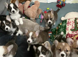 Exceptional Welsh Pembroke Corgis available from May 3rd