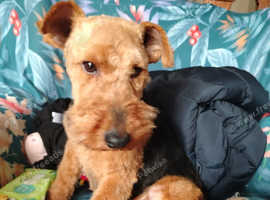 Beautiful Welsh terrier looking for loving home