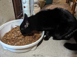 Urgent re-home.