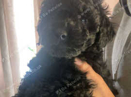 Beautiful Black Poochon Ready To Leave in Peterlee SR8 on Freeads ...