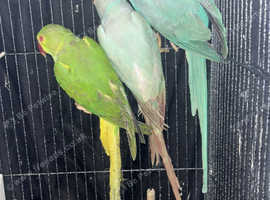 Young Indian ringnecks green/blue/yellow/white