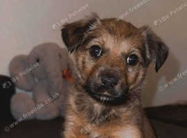 Little female