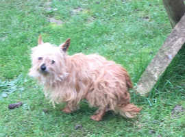 Yorkshire terrier chihuahua 2024 mix for sale