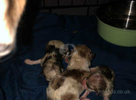 Got 3 beautiful puppies for sale