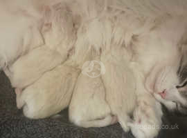 Neva Masquerade kittens