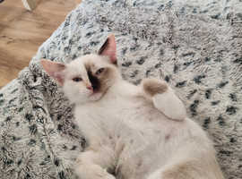 Flame point kittens for sale best sale near me