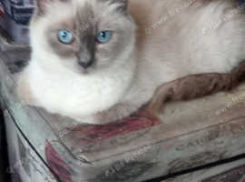 Pure ragdoll kittens