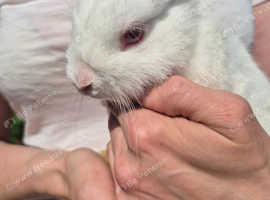 10 week old male rabbits