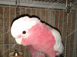 Shropshire Parrot Rescue