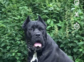 Cane Corso Dogs Puppies For Sale Rehome Uk Find Dogs Puppies