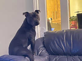 Having to give up my 18 month old Blue staffie due to my decreasing health