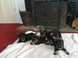 Gorgeous kc registered MS puppies