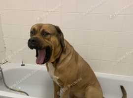 Boerboel