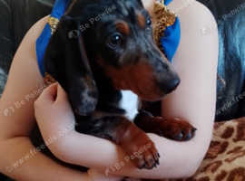 Sausage dogs outlet for sale yorkshire