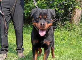Exceptional Male Rottweiler