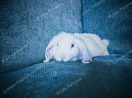 Wonderful white rabbit for sale