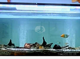 450L fish tank (with same tropical fish)