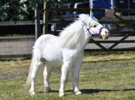 Rare Max White Partbred Falabella Filly