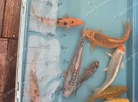 koi carp/and mirror carp for sale