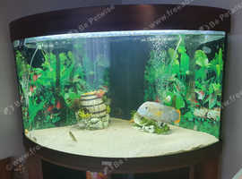 Juwel 190 Curved Glass Corner Fish Tank Full Set Up With Cabinet. Fish ...